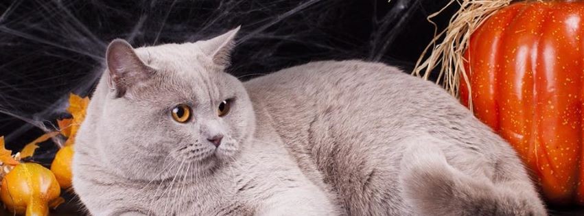 Британская короткошерстная кошка