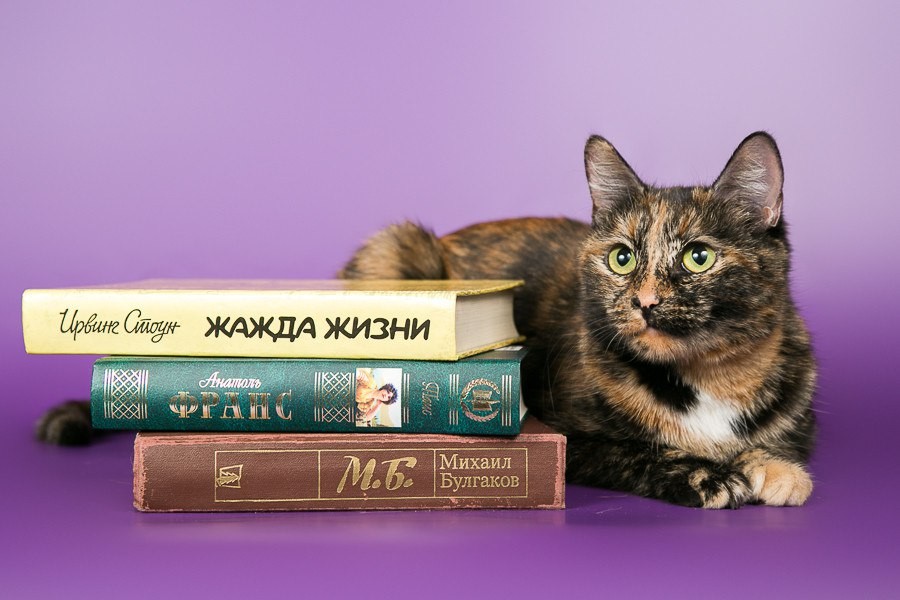 Домашняя короткошерстная кошка