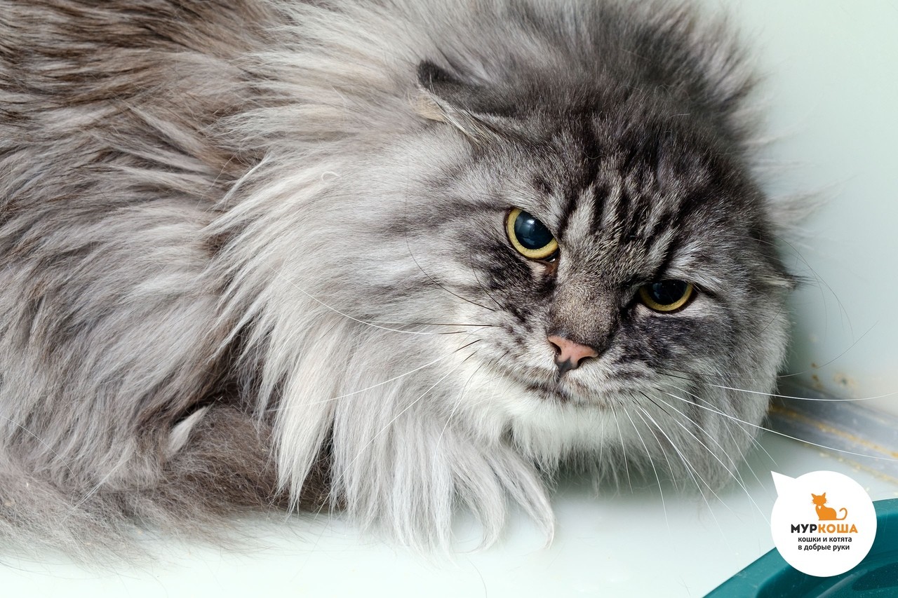 Домашняя короткошерстная кошка