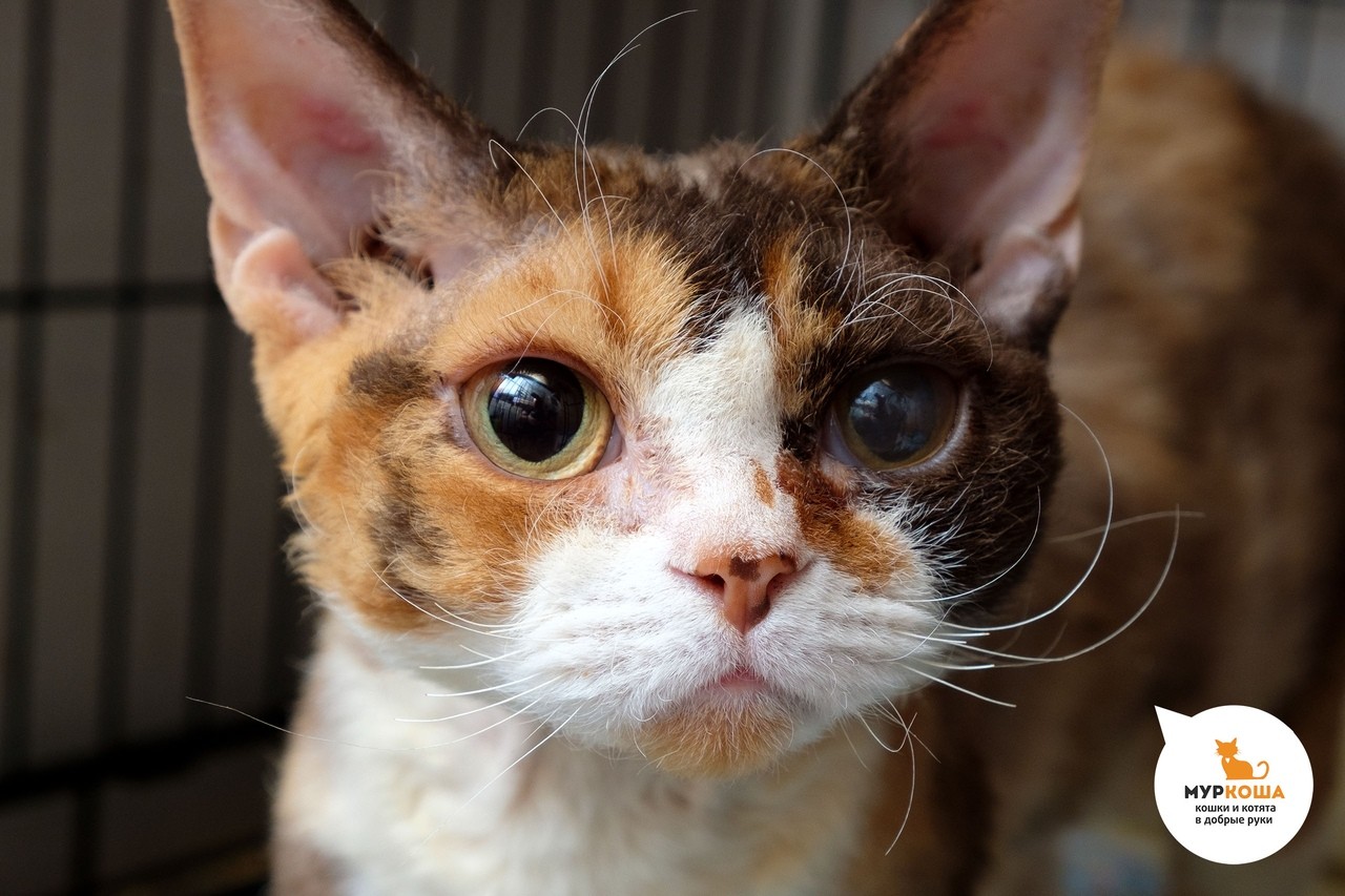 Домашняя короткошерстная кошка