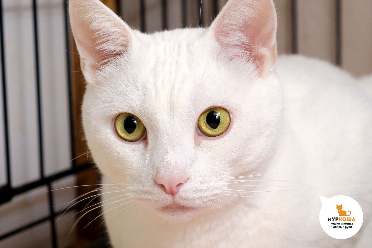 Домашняя короткошерстная кошка