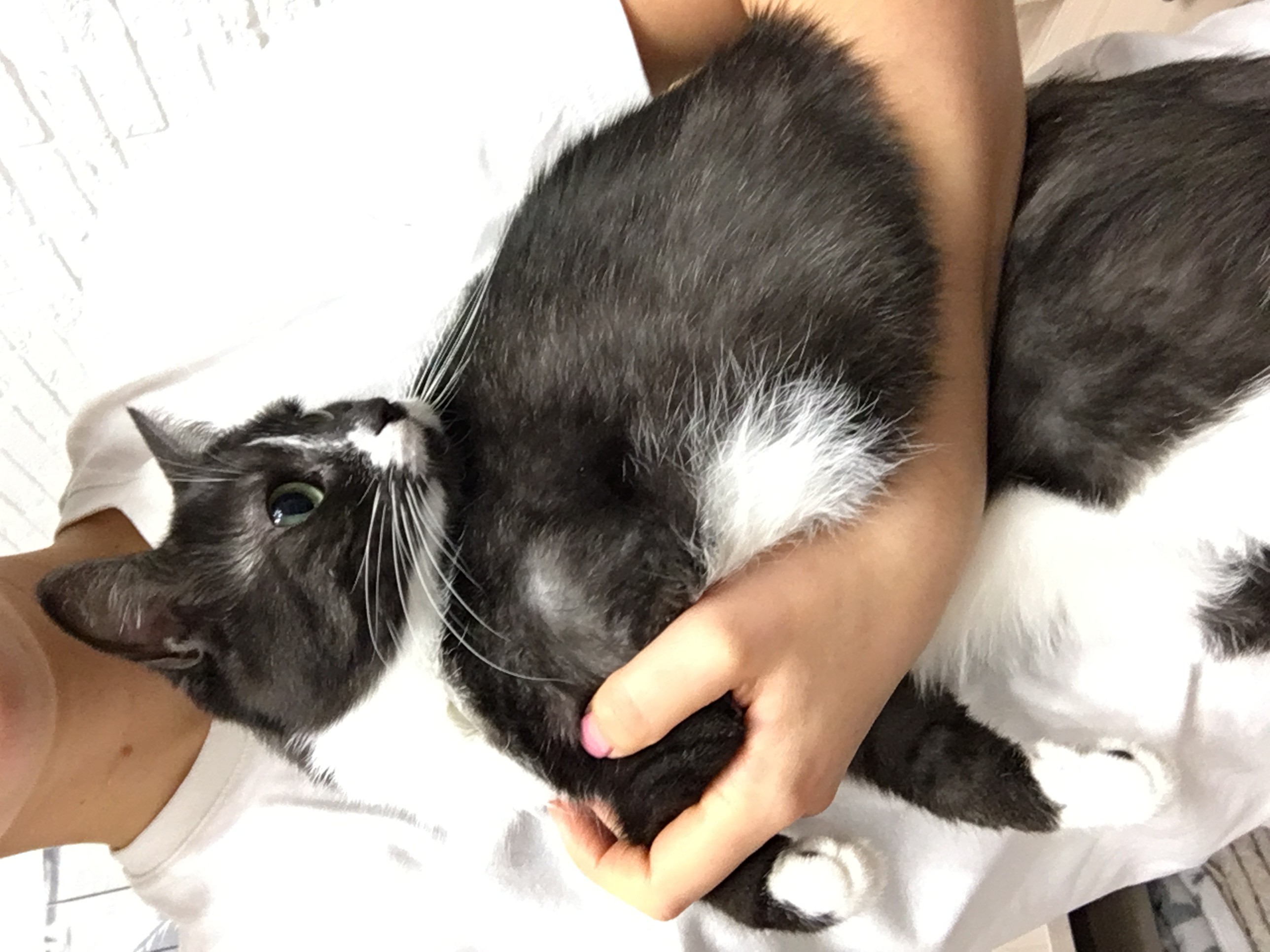 Домашняя короткошерстная кошка