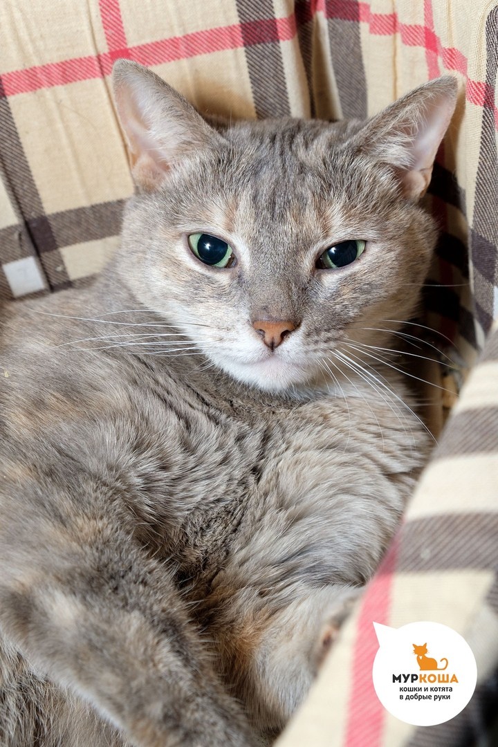 Домашняя короткошерстная кошка