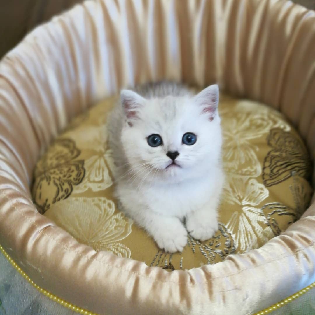 Шотландская вислоухая кошка
