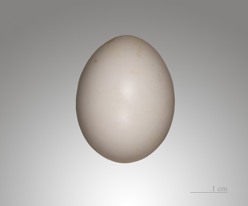 Яйцо