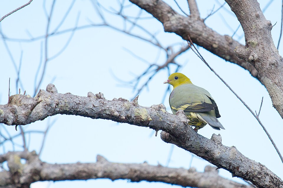Treron australis 001.jpg