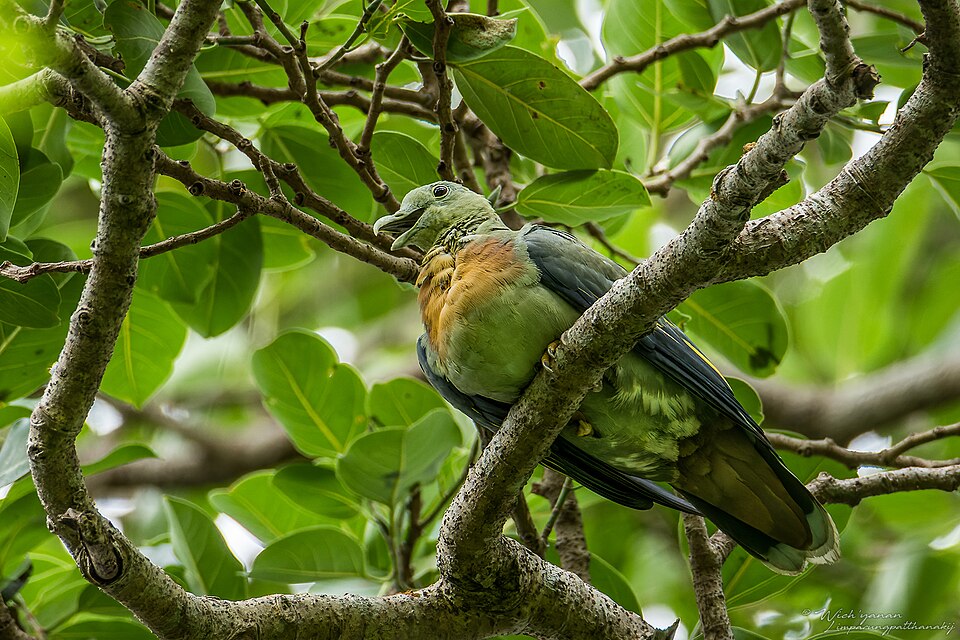 Treron capellei 195843637.jpg