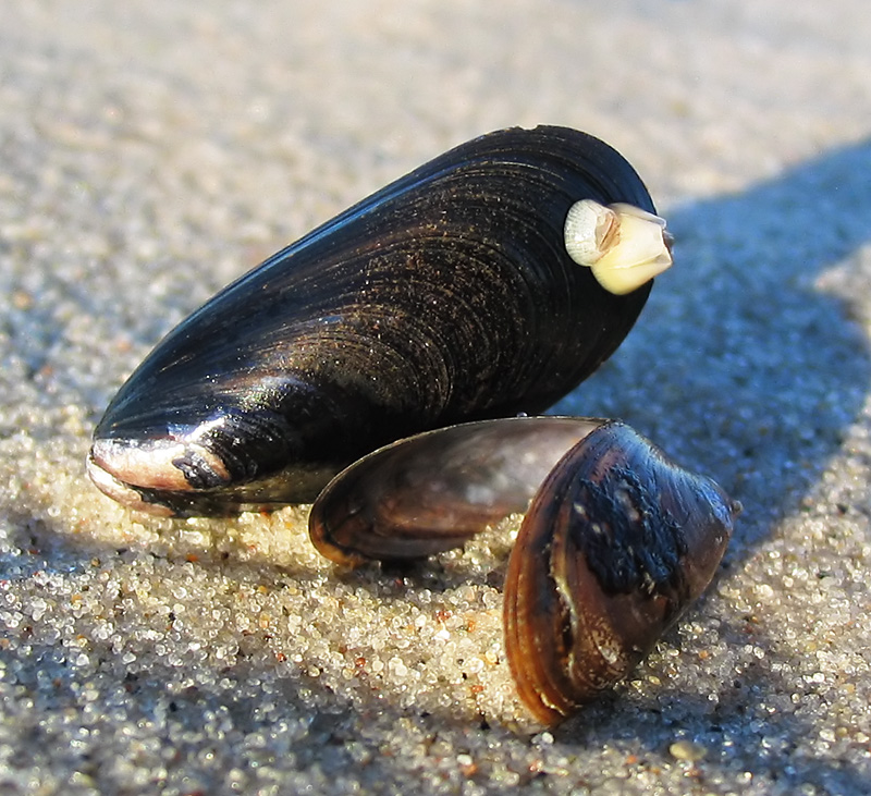 Miesmuscheln Mytilus 1.jpg