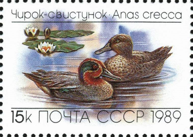 Марка СССР Утки. Чирок-свистунок\n\nЧирок-свистунок принадлежит к группе так называемых «настоящих чирков» — небольших