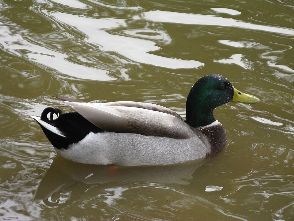 Male of mallards.jpg