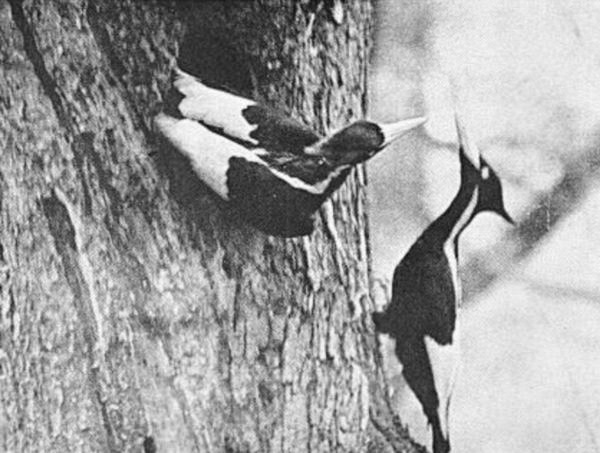 Самец и самка возле гнезда в Миссисипи. Снимок Сингера Тракта 1935 года\n\nМоногамны (то есть на одного самца приходится только одна самка). Полагают, что пары сохраняются в течение всей жизни и повсюду держатся вместе. Исследователь