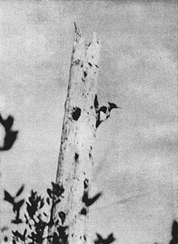 Фотография 1948 года на Кубе. Снимок Джона Денниса\n\nУсловия обитания белоклювого дятла по-своему уникальны, и их утрата вследствие человеческой деятельности явилась главной причиной сначала резкого падения численности, а затем и исчезновения этого вида. В начале заселения Америки европейцами на юго-востоке США существовали огромные заболоченные пространства, заполненные девственным лесом. Вследствие большой влажности старые деревья подгнивали, и служили хорошим местом для распространения различных древесных насекомых. В этих условиях и обитал дятел, находя здесь для себя лучшее место для прокорма и устройства гнёзд. После окончания