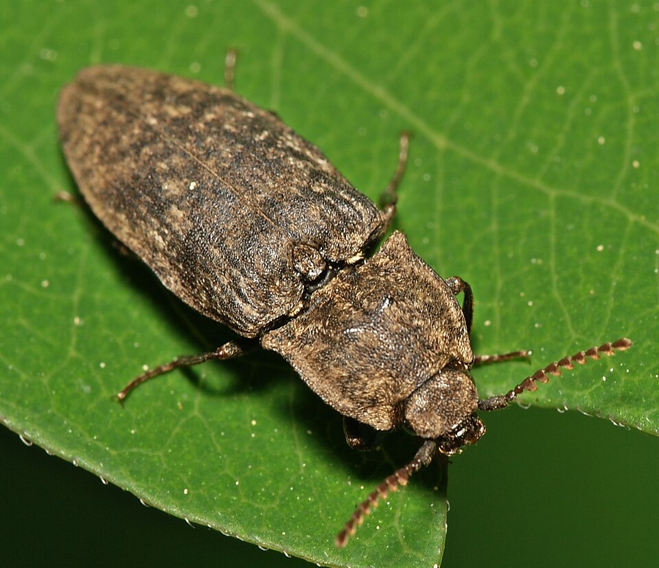 Agrypnus.murinus.1.jpg