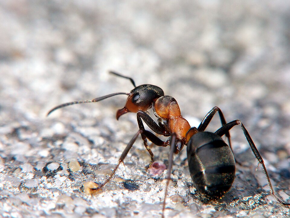 Formica rufa a1.jpg