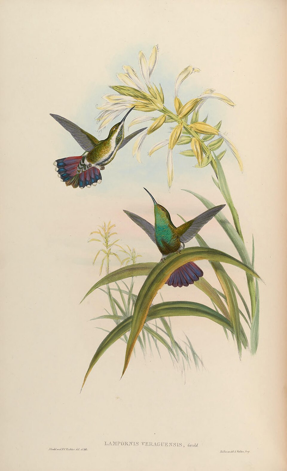 MonographTrochi2Goul 0150.jpg