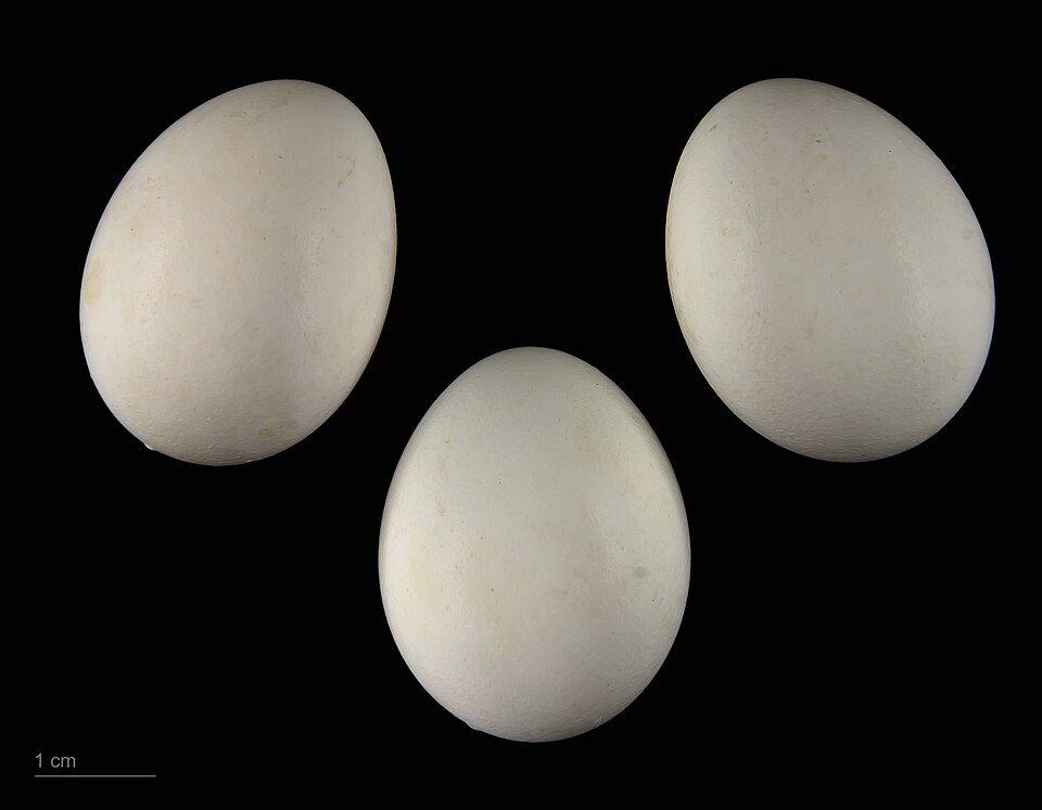 Яйца Psittacula krameri -