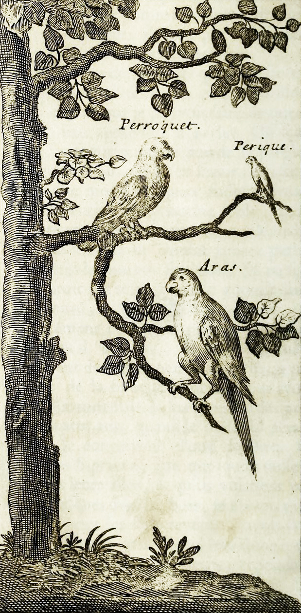 Guadeloupe Psittaciformes.Labat\n