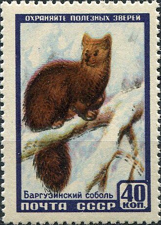 Почтовая марка СССР, 1957 год. Баргузинский соболь