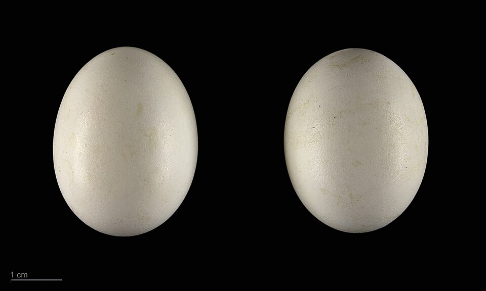 Otus scops MHNT.ZOO.2010.11.156.4.jpg