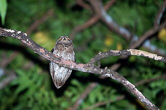 O. e. botelensis