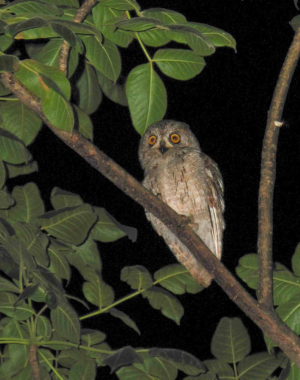 Otus socotranus.jpg