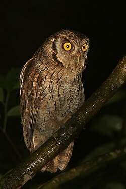 Подвид Megascops choliba luctisomus