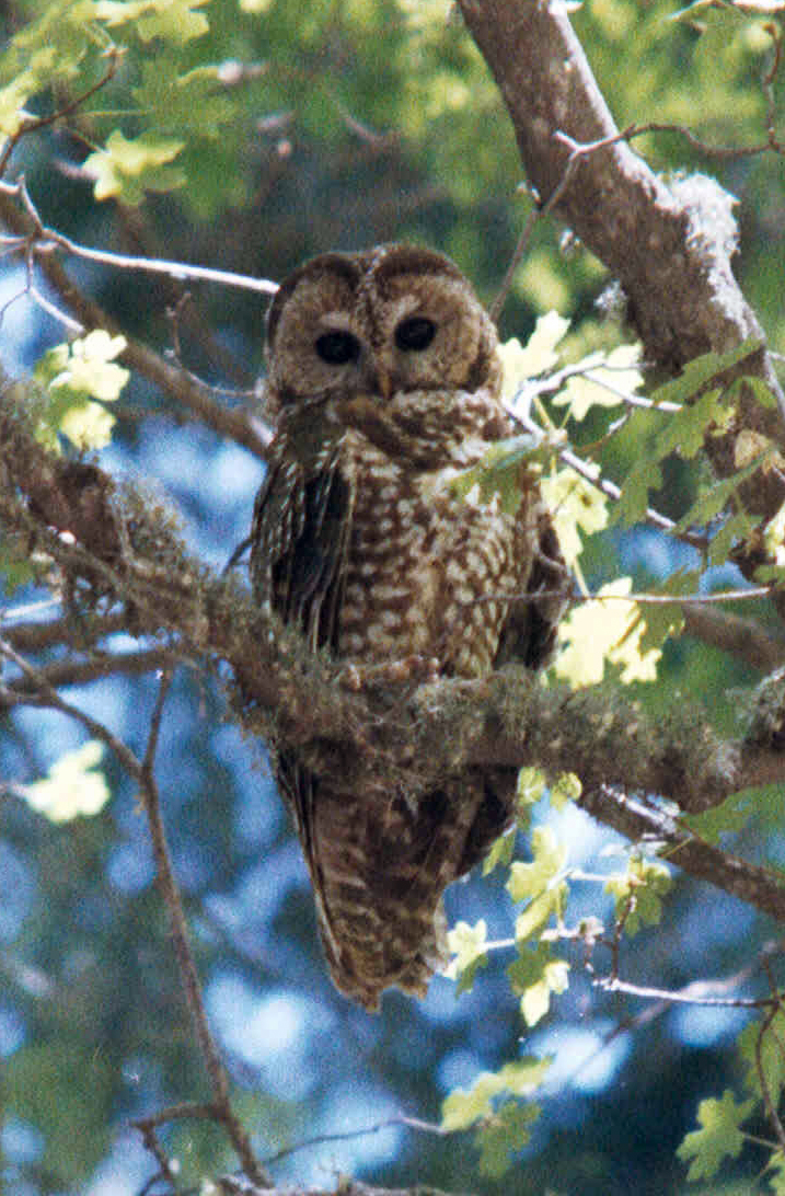 Strix occidentalis lucida-2.jpg