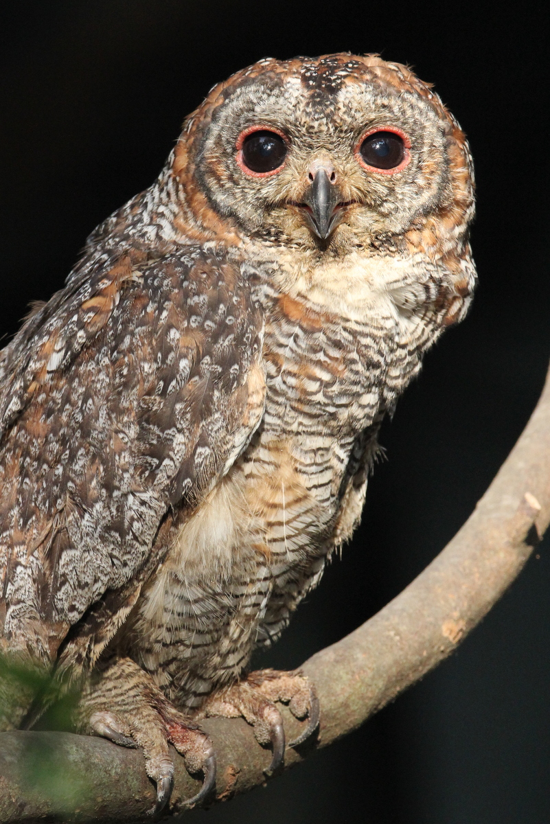 Mottled Wood Owl by Shah Jahan.jpg