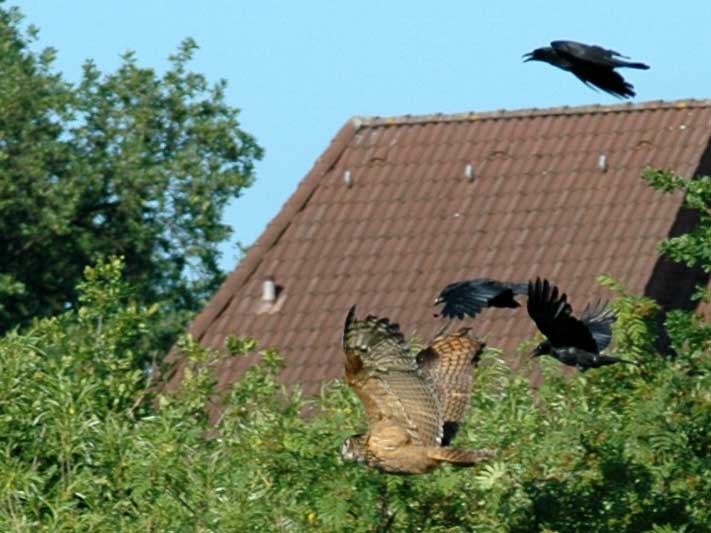 Uhu im Flug.jpg
