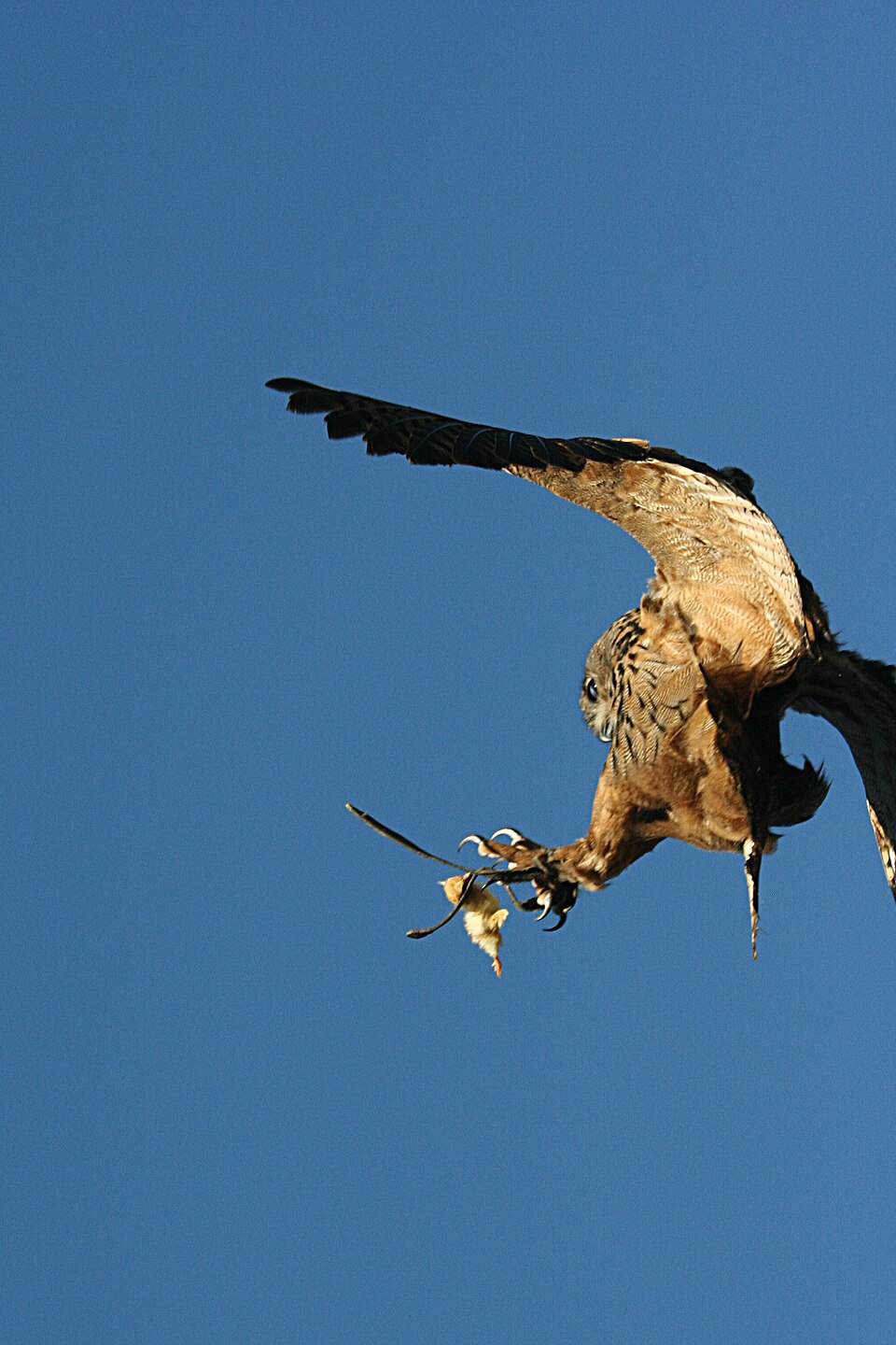 Owl catching in flight.jpg