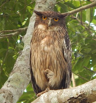 Подвид Ketupa zeylonensis zeylonensis, национальный парк Яла