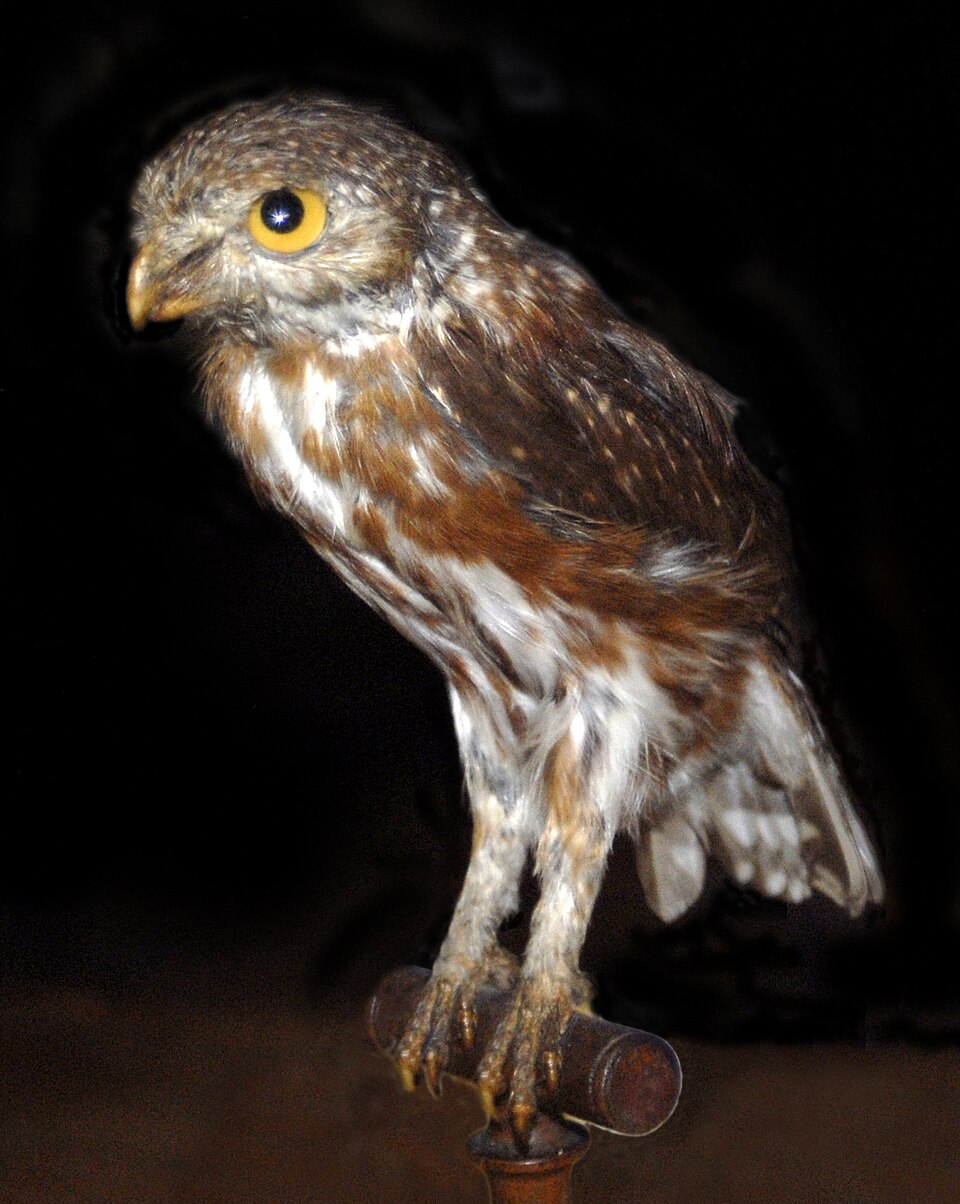 Strigidae - Glaucidium minutissimum.JPG