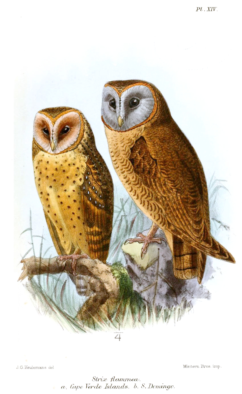 StrixFlammeaKeulemans.jpg