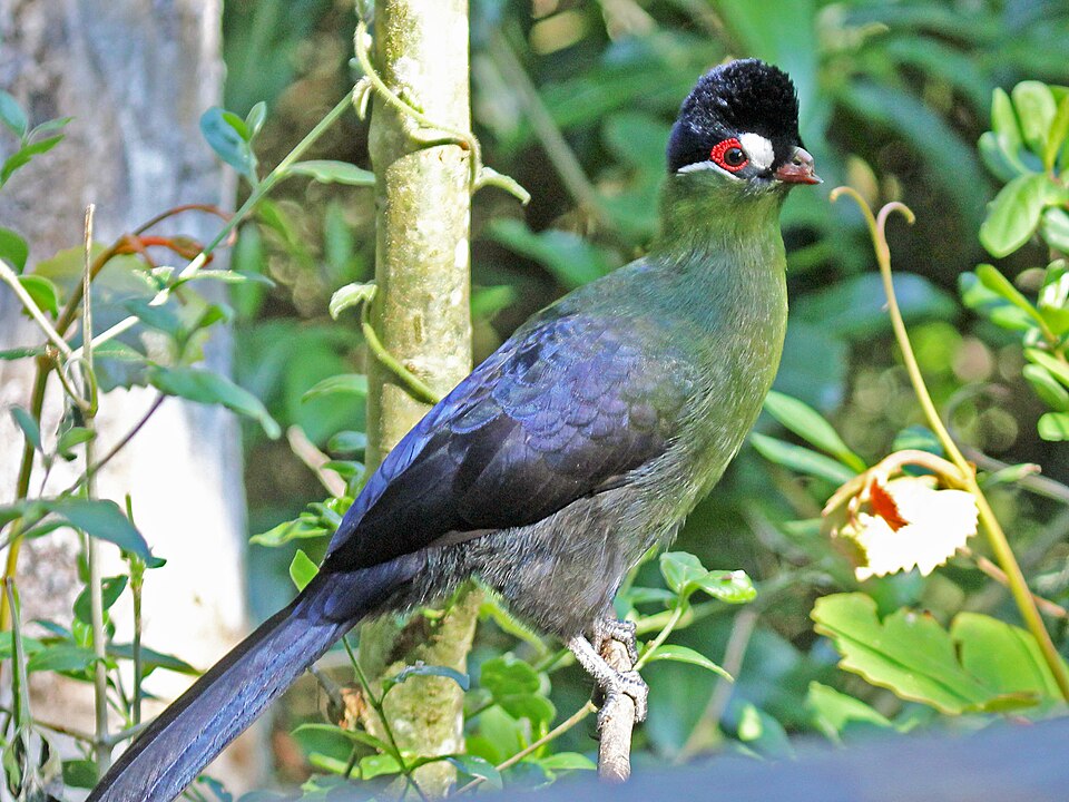 Hartlaub's Turaco RWD.jpg