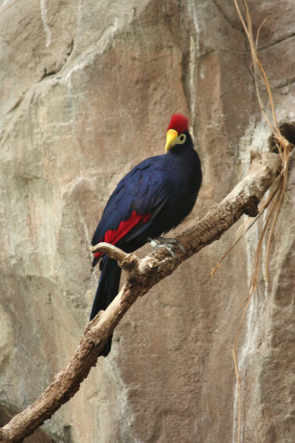 Musophaga rossae at the Denver Zoo-2012 03 12 0853.jpg