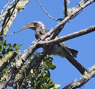Самец подвида Tockus pallidirostris pallidirostris