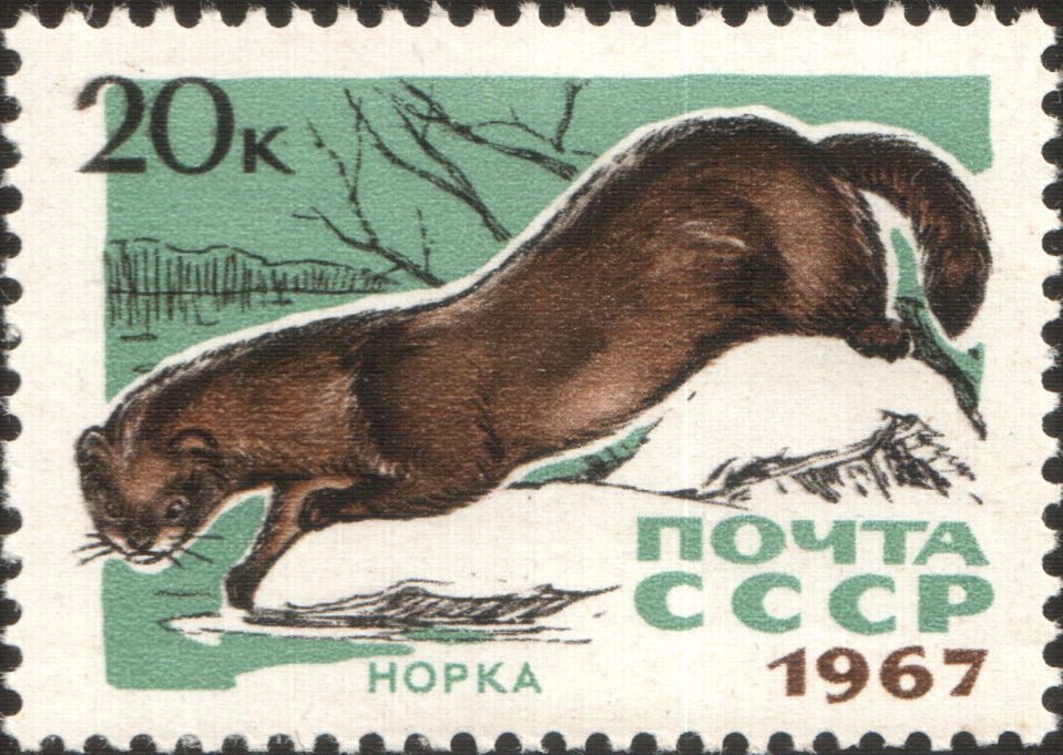 Почтовая марка СССР. 1967. Норка\n\n