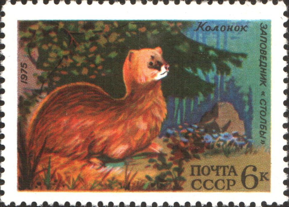Колонок на советской почтовой марке, 1975 г.\n\nКолонок является