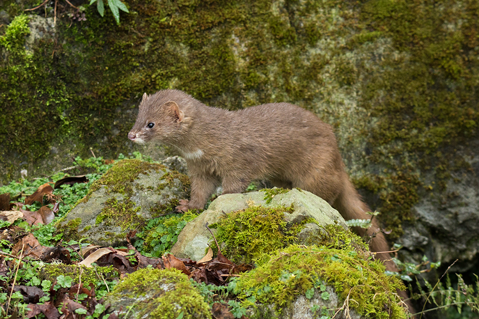 \n Представитель подвида Mustela sibirica davidiana,