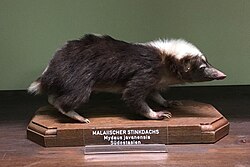 Чучело