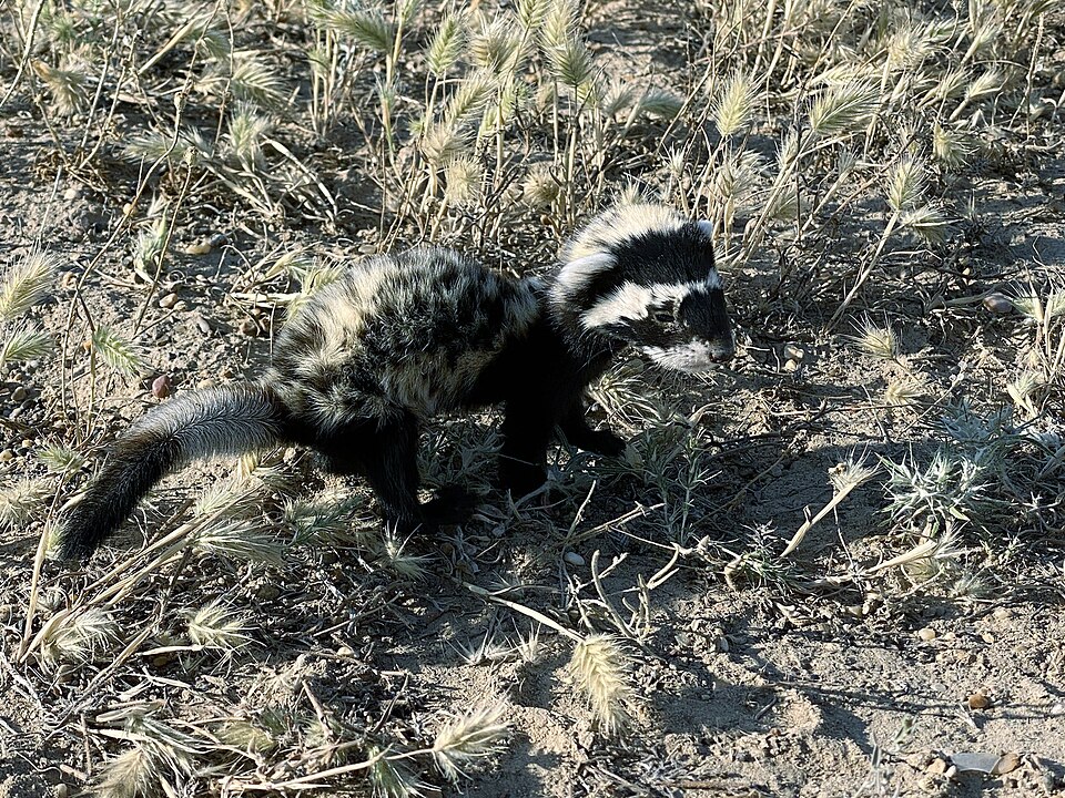 Перевязка в