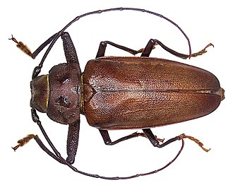 Самец