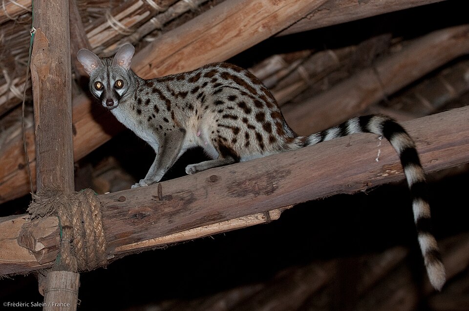 A female common genet in the dining room, Satao Camp.jpg