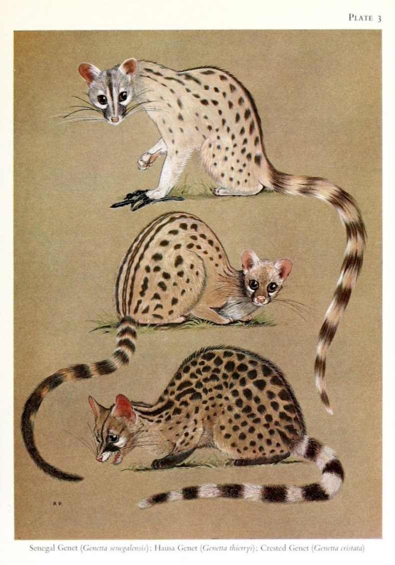 Plate3-genetta.jpg