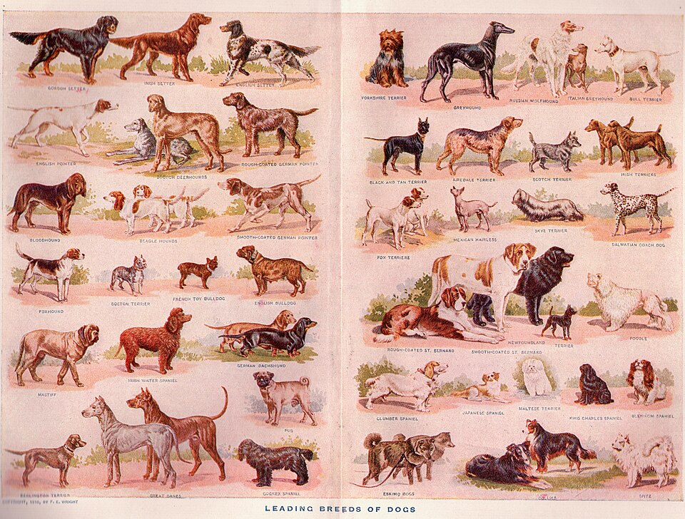 Webster's dogs.jpg