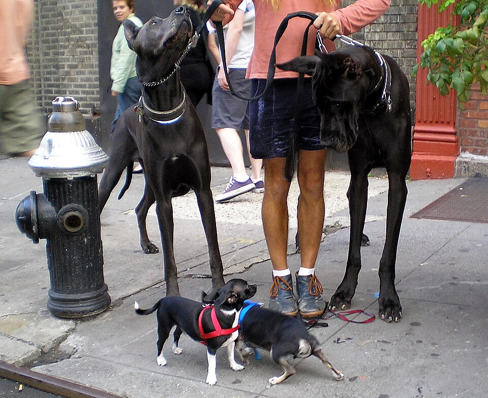 Great Danes and Chihuahuas by David Shankbone.jpg