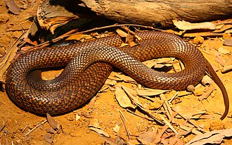 Pseudonaja nuchalis