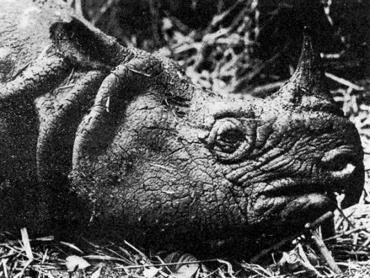 Голова самца яванского носорога, убитого 31 января 1934 года в западной части острова Ява\n\nУ яванских носорогов нет естественных врагов (лишь тигры могли нападать на молодняк, когда ареалы этих двух видов пересекались). Главная угроза для остатков популяции носорогов — антропогенный фактор. Уменьшение численности носорогов напрямую связано с