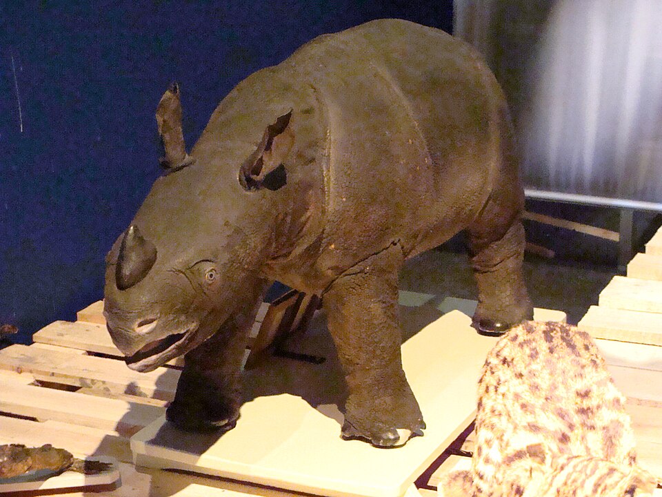 JavanRhino-PeterMaas-NaturalisLeiden.jpg