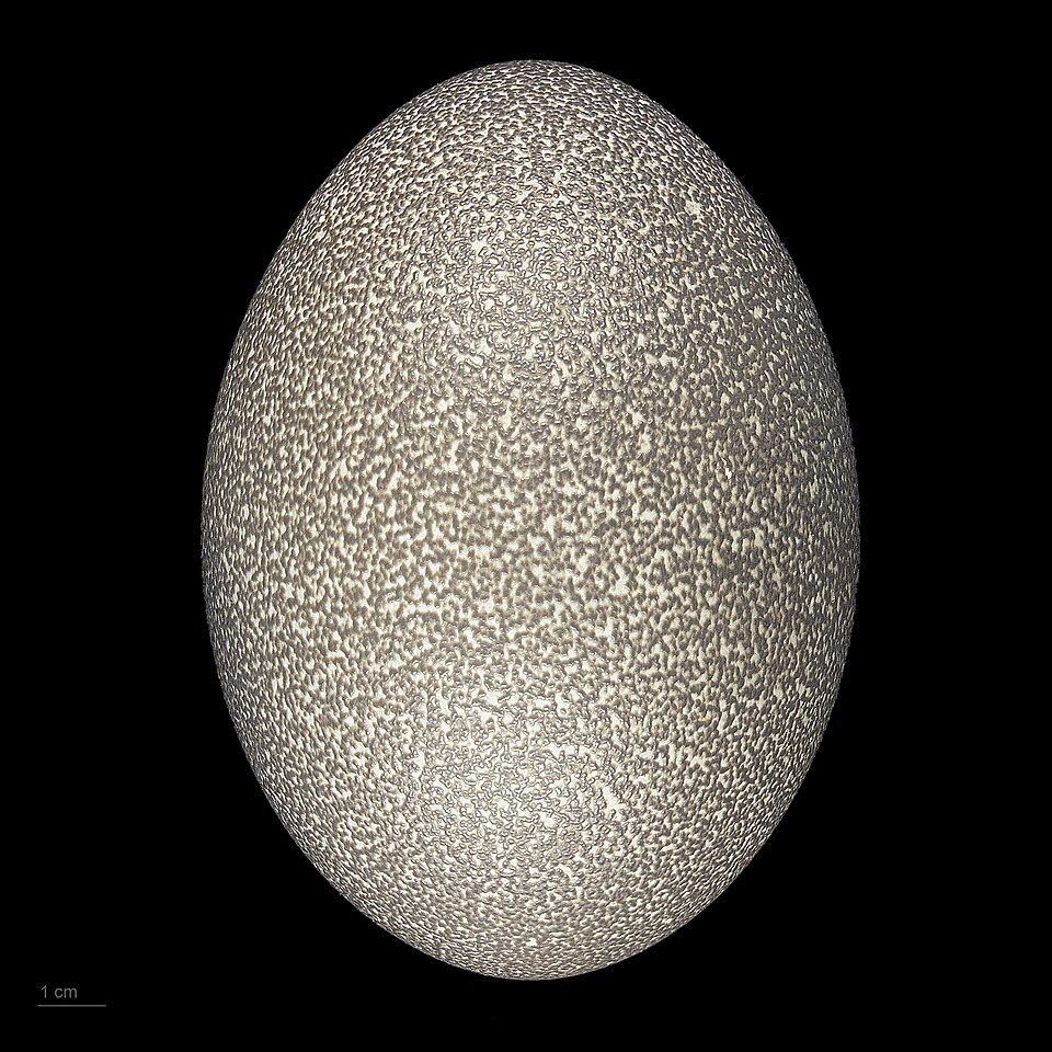 Dromaius novaehollandiae MHNT.ZOO.2010.11.1.7.jpg